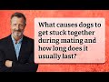 What causes dogs to get stuck together during mating and how long does it usually last?