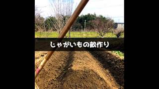 じゃがいも栽培vol.1　〜畝作り〜