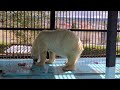 【おびひろ動物園】ホッキョクグマアイラ🐻真っ白な毛並みがきれい