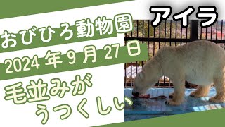 【おびひろ動物園】ホッキョクグマアイラ🐻真っ白な毛並みがきれい