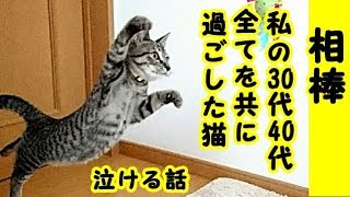 【猫 泣ける話】猫の相棒の話・お互い依存しない五分と五分の関係、私の30代と40代の全てを知っているネコでした・招き猫ちゃんねる