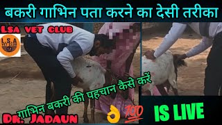 बकरी गाभिन पता करने का देसी तरीका | HOW TO CHECK PREGNANCY OF GOAT |dr.jadaun