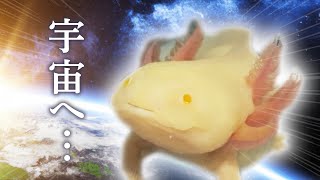 宇宙と交信するウーパールーパー　/飼育・かわいい・おもしろ・両生類・メキシコサンショウウオ・アホロートル・メキシコサラマンダー・動物