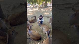 外国人観光客は鹿が大好きです。🦌♥️ #zoo #narajapan #animals #naraattractions #travel #naradeer #naradeerpark