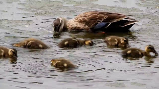 カルガモの親子とアオサギ