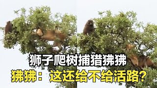 狮子爬树捕猎狒狒，狒狒还给不给活路，万万没想到狮子都会上树