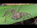 spider having a drink neosparassus sp australian badge huntsman after relocation. rare footage