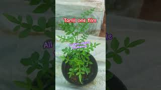 13 leaves Mahavilvam plant available courier available