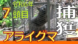 【アライグマ】捕獲成功　昨年7頭目　令和6年5月11日（土）