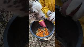 サツマイモ食べやすく / Easy to eat sweet potatoes / Batatas fáciles de comer #potato #goat ＃ヤギ #animals