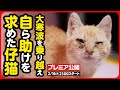 【子猫保護】猫風邪に真菌...大寒波を乗り越え、小さな体で必死に助けを求めた子猫