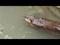 アメリカビーバーのペア（高知県立のいち動物公園）