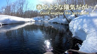 春のような陽気、活性は？（Good weather , Trout change active ?) (今日も釣り歩く  3/9  2022,  9 Mar. 2022)