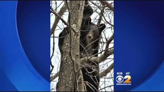 Mother Bear Teaches Cubs To Climb Trees In N.J. Neighborhood