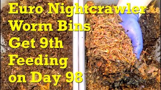 European nightcrawler worm bins at 98 days (14 weeks) get feeding #9 - vermicompost