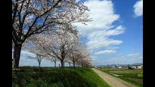 おの桜づつみ回廊2019