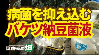 バケツで作る納豆菌培養液。夏ですから畑に惜しげなく納豆菌を撒いて、納豆菌の力で病菌を抑えてもらいましょう！5/15