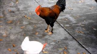 Rooster feeds, then dances for hen and trips