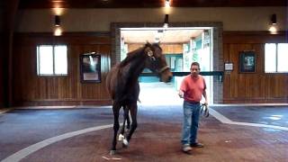 Winstar Farm - Colonel John