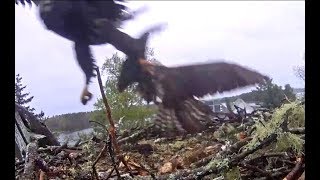 Bald eagle attacks Steve. Hog Island Ospreys. 18.46 / 28 May 2019