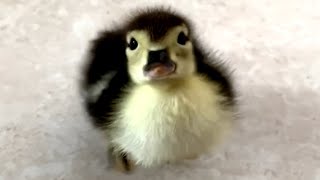 Wife has epic response when husband brings home a duck