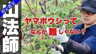 ヤマボウシの剪定方法（山法師）ブイブイ言わせる剪定　クロダシャチョー