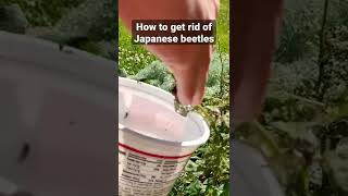 How to manage Japanese beetles in the home garden