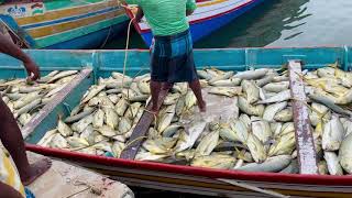 Life fish catching at Colachel beach | மஞ்ச பாறை மீன் பிடித்தல் |