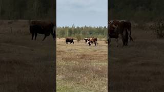 Grazing Serenity: A Day in the Cow Pastures  #farm #cowsalevideo