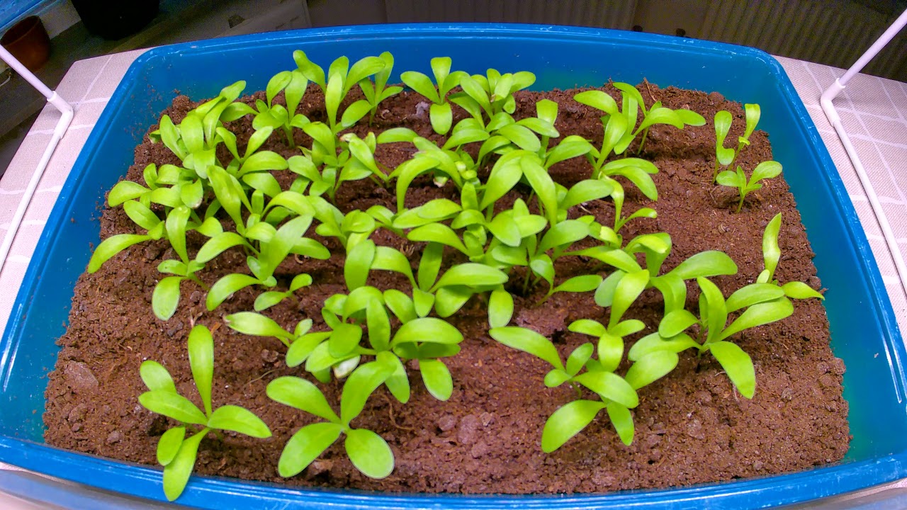 Time Lapse Of Growing Marigold From Seeds Over 24 Days Youtube Time Lapse Of Growing Marigold From Seeds Over 24 Days Youtube