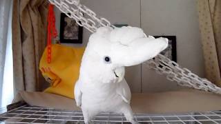 叱られた時の挙動不審なソロモンオウムたろちゃん😂  Cockatoo's reactions when scolded