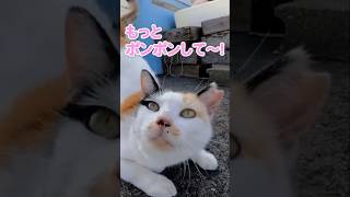 ラブリー猫ちゃんは甘えん坊#shorts