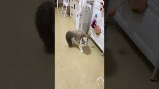 土鸡土鸡蛋蛋土鸡土鸡蛋 #猫 #cat