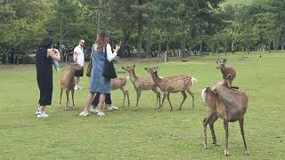 外国人観光客で賑わう東大寺参道🦌Nara Park Japan🦌🇯🇵4K