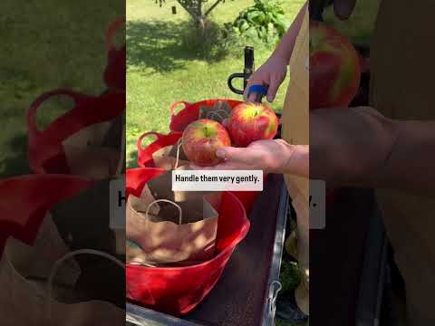 How do you preserve apples forever?