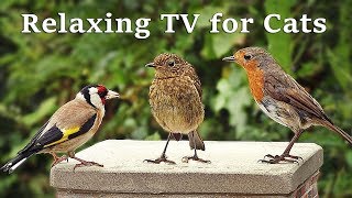 Calming Tv For Cats  Cat Tv - My Garden Birds - Relaxing Nature Music For Cats To Sleep