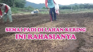 an easy way to sow dry land rice seeds