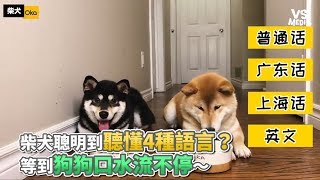 柴犬聰明到聽懂4種語言？ 等到狗狗口水流不停～《VS MEDIA》