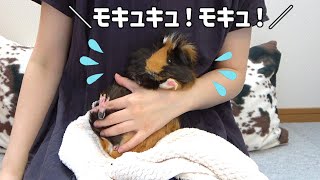 【会話】モキュモキュ言ってピチピチ暴れる！モルモットもるちゃん【必死】　Guineapig Speaking