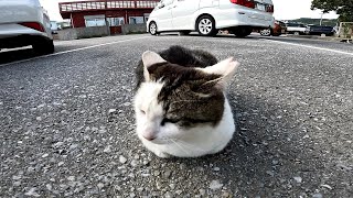 駐車場にいたカワイイ野良猫をナデナデしてきました【猫島】【沖縄】【奥武島】