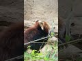 ルンルン初夏の竹モグモグ1🎋202406 レッサーパンダ redpanda 多摩動物公園