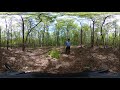 360 Video - Midstory Hardwood Control with Brush Saws