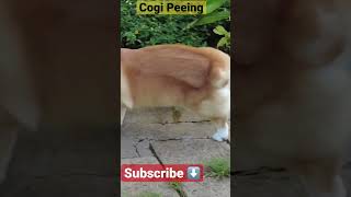 Cogi peeing