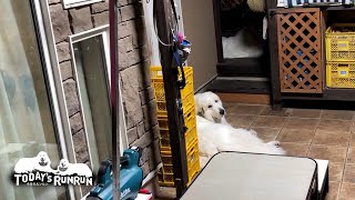 簡単に序列は変わらないんだわ…という態度のルンルンとアランです　Great Pyrenees　グレートピレニーズ