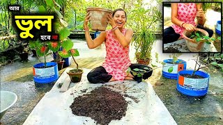 নতুন বাগানীদের জন্য ফলসা গাছের Repotting কিভাবে করতে হয়।। আর কোনো ভুল হবে না টব পরিবর্তন করতে।।