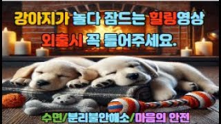 🏡🐶🐕‍🦺강아지가 놀다 잠들게 외출시 꼭 틀어주세요 **광고없음 ** 🎵 #강아지힐링음악#반려견힐링음악#강아지분리불안#반려견분리불안극복#강아지수면 음악#강아지스트레스완화 힐링 음악