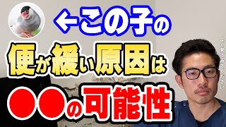 【質問コーナー】テグー　口の中の腫瘍除去後、何か気をつけることはある？文鳥　羽にストレスラインが出てると指摘された・・どんな検査が有効？インコ　よく目やにが出る！何か対策はないのなどに答えました！