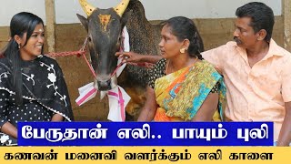 ப்பா காளை பேரு எலி.. வீரதமிழச்சி அக்காவின் எலி காளை / அக்கா முத்து முத்தா பேசுறாங்களே