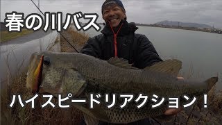 [バス釣り]春の川バス オカッパリ後編〜ハイスピードリアクション！