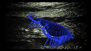 How rapidly did the Cambrian “explosion” happen?